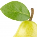 Pear Leaf